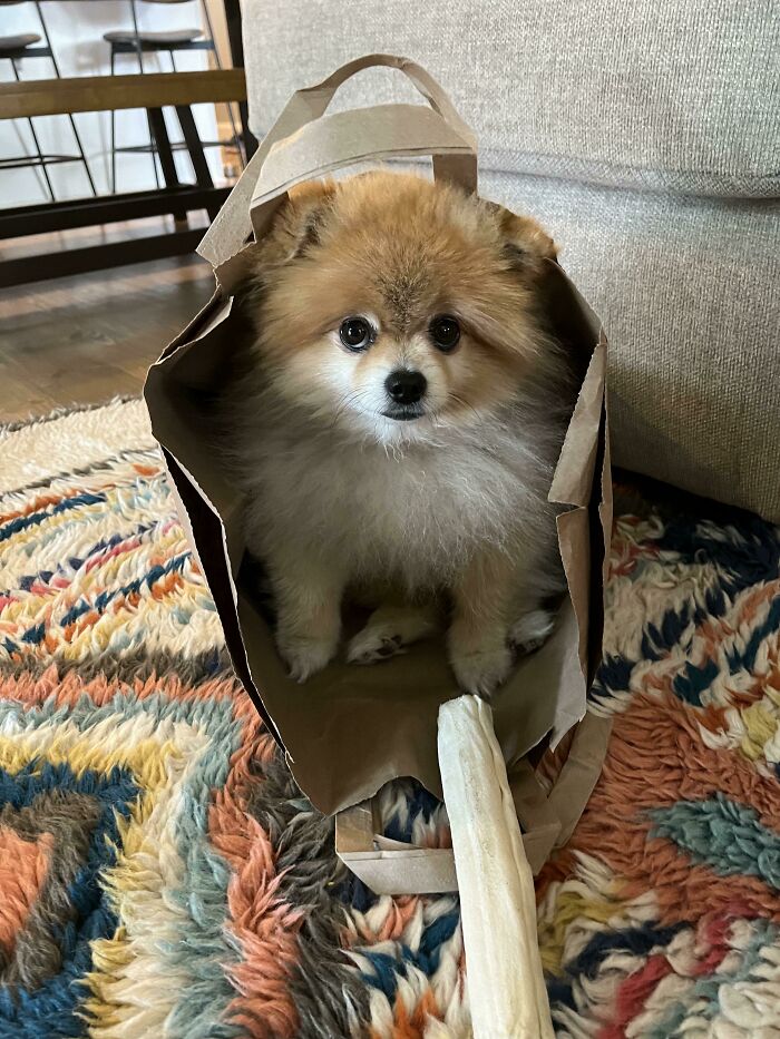 He Refuses To Go Anywhere But Inside His Bag