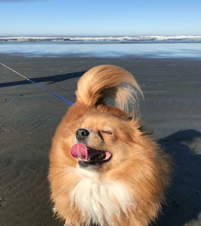 Jack's First Time At The Beach