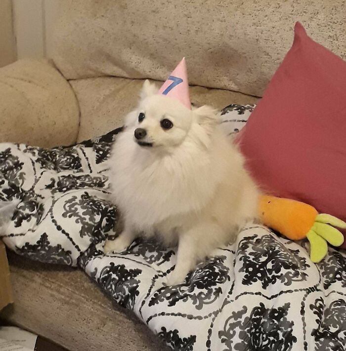 Angel Is 7 Today!