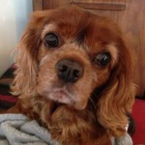 avidmerrion74 avatar