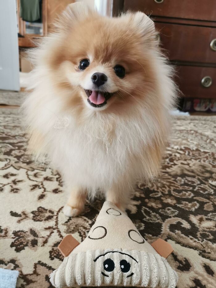 Pom Has Invited You Out On A Pizza Date