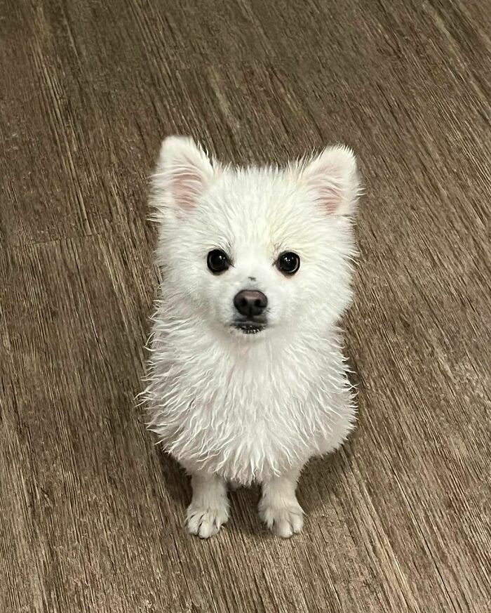 Is My Dog A Pomeranian Or An Eskimo?