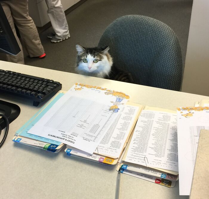 Got Greeted By My New Vet Receptionist Today. Service Was Pawsitivley Meowtstanding