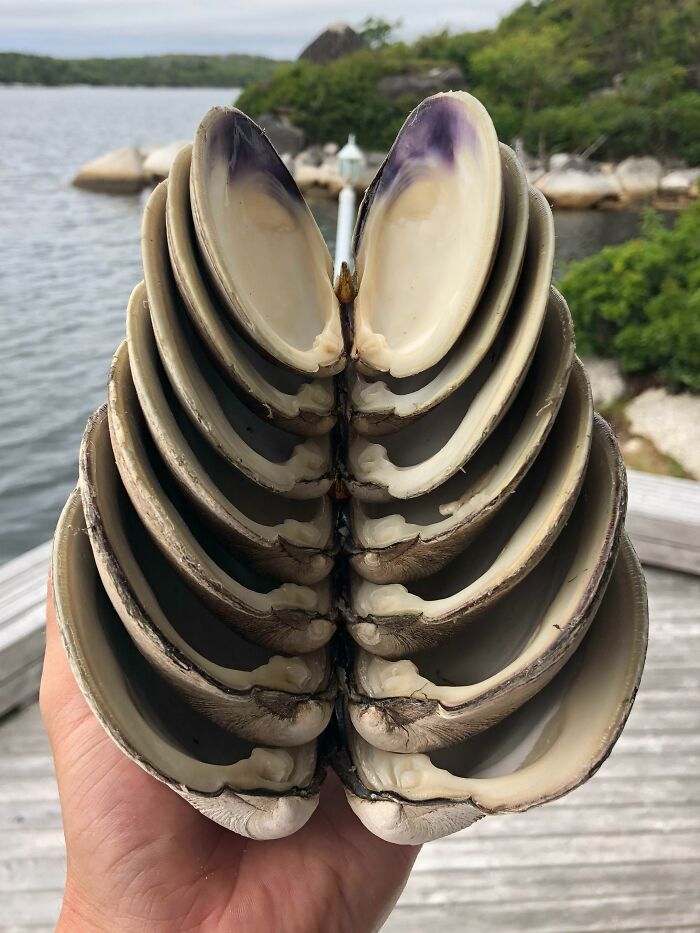 How These Clam Shells Fit Together