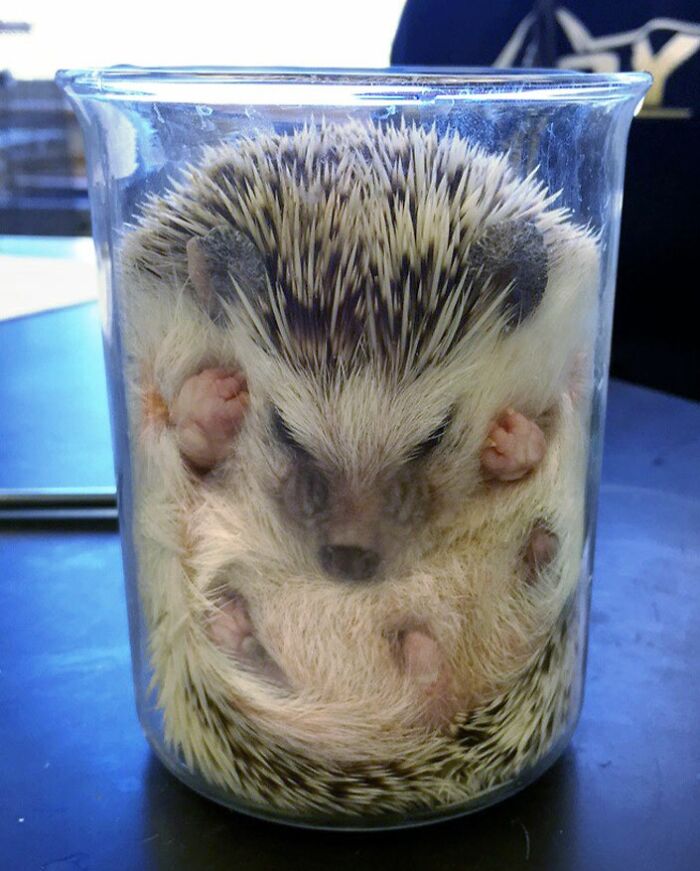 Chai In A Beaker! Our Science Classroom's Hedgehog Went Missing And This Is How We Found Her