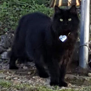 leetabithamorgan avatar