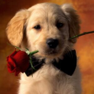 kriscayoccacayote avatar