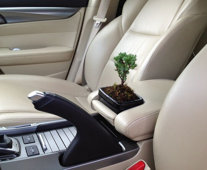 The Way This Bonsai Tree Fits In My Car