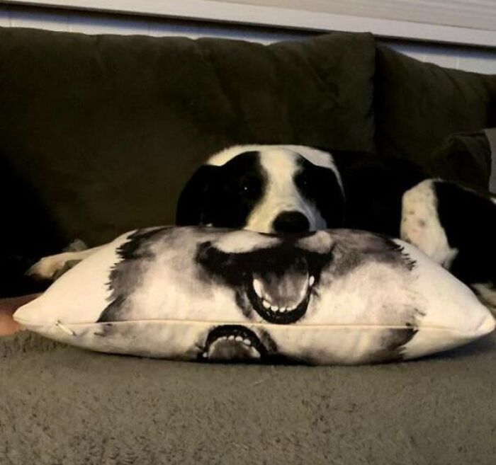 The Way This Dog Face Pillow Lined Up With My Dog Napping On It