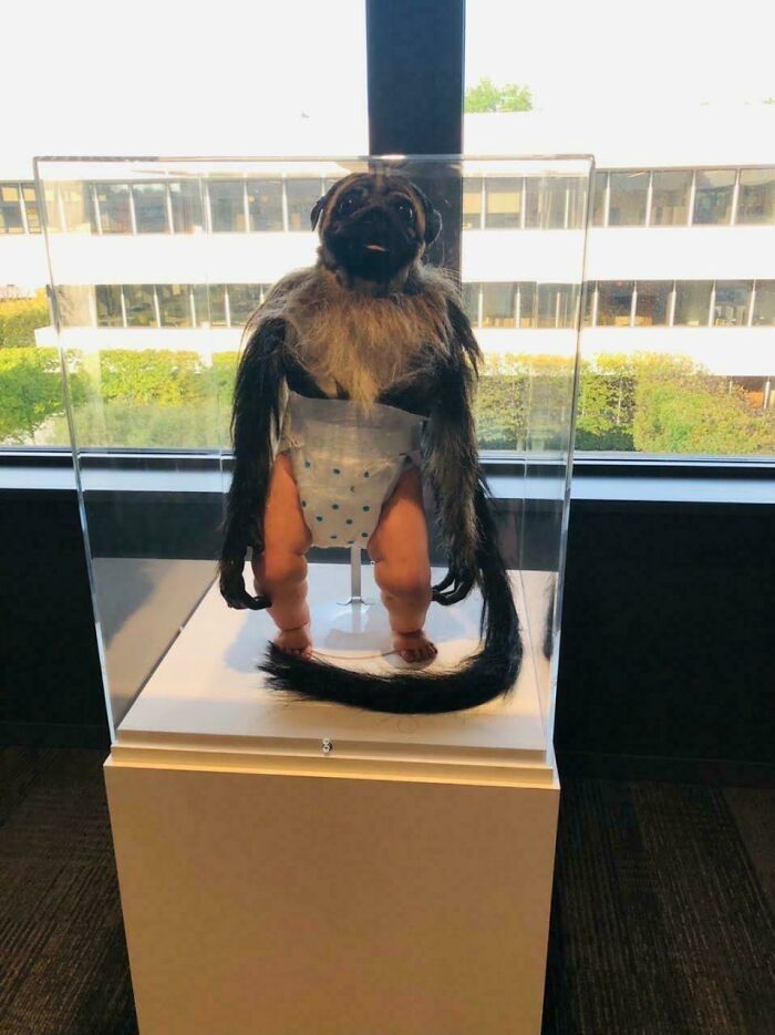 The Original Puppymonkeybaby Is On Display At Pepsico Headquarter