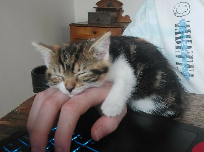A kitten asleep on someone's hand as they use the laptop.