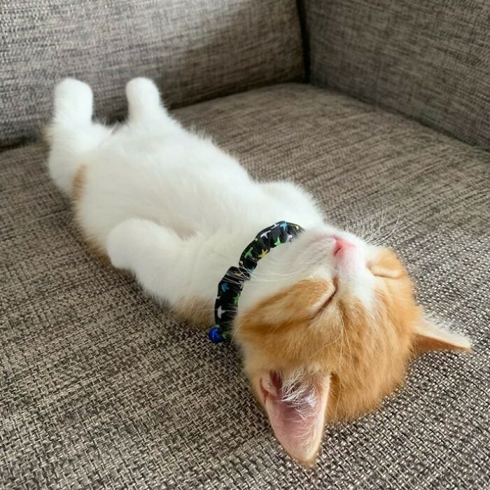A cat asleep on the sofa lying completely straight, his arms and legs rigid.