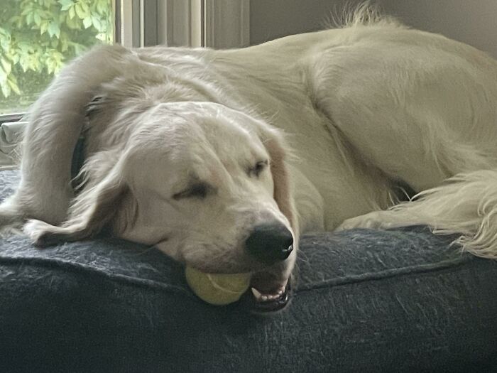 Manages The Tennis Ball Even In This Sleep
