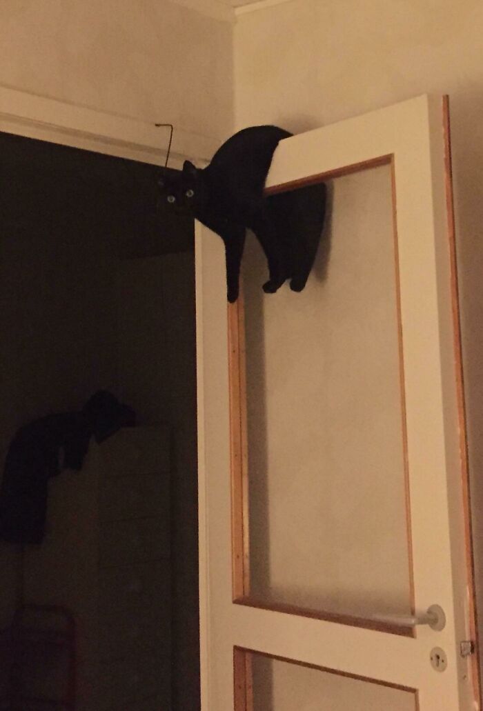Our Cat Often Hangs Like This