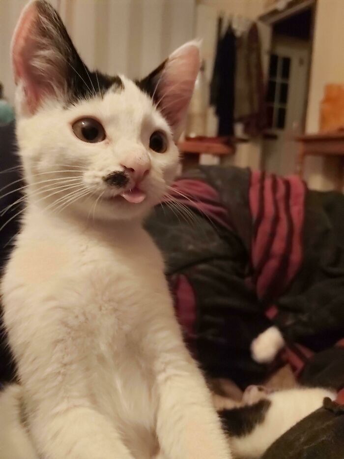 New Kitty Giving Us Her First Blep! She Left It Out For Ages