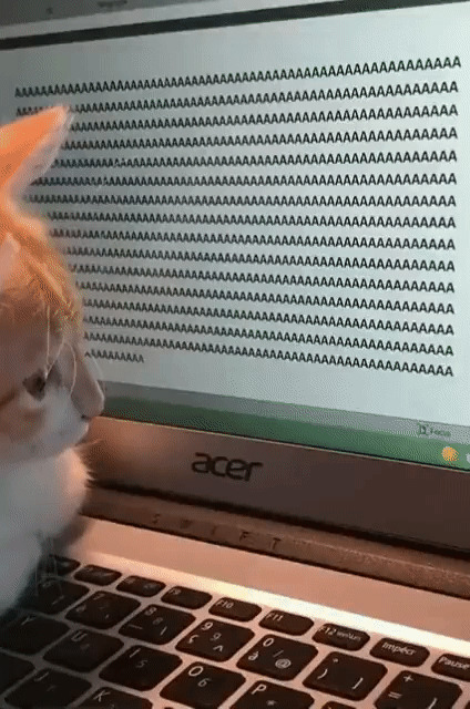Cat Tries Using The Keyboard