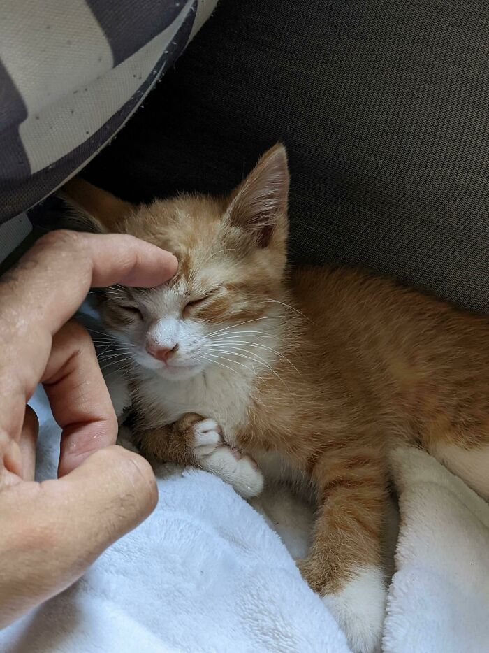 I Finally Adopted My First Kitten. This Is Tofu And I Love Him So Much It Hurts