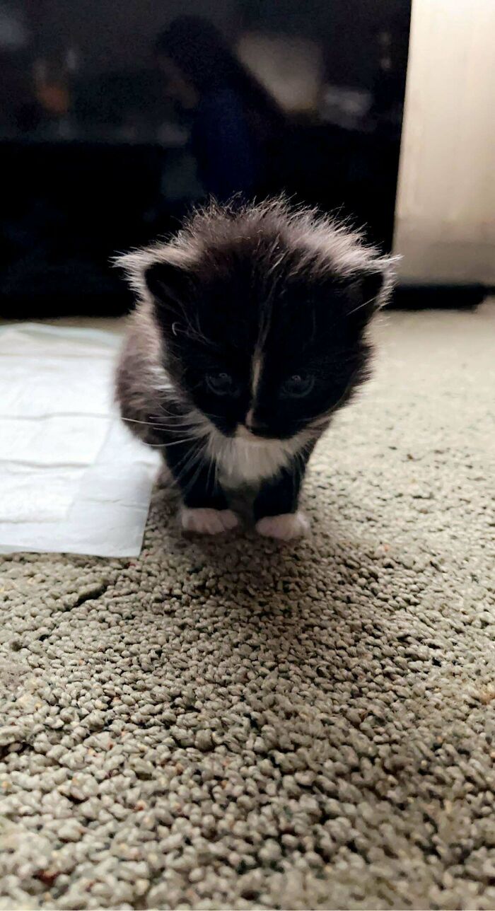 Rescued This Kitten From Behind A Dumpster, Meet Mittens!