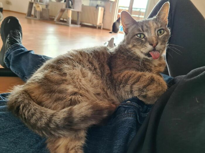 Flora Was Rescued From Neglectful Owners And Due To Illness Can't Close Her Mouth Fully. Now She Has A Perma-Blep, Good Thing She Doesn't Seem To Care 