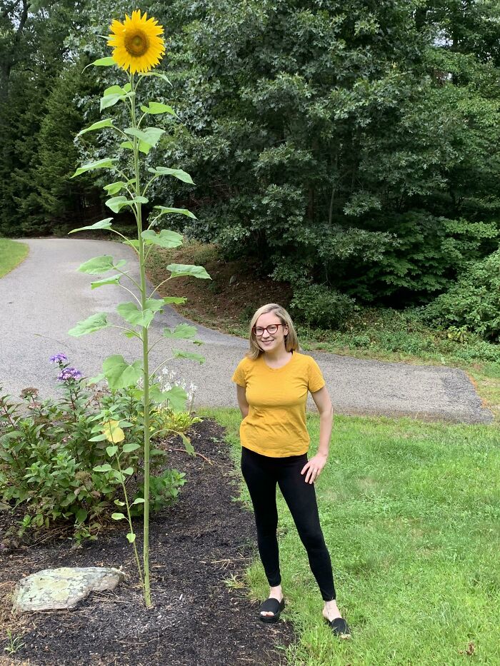 My Husband Grew Me A Giant Sunflower