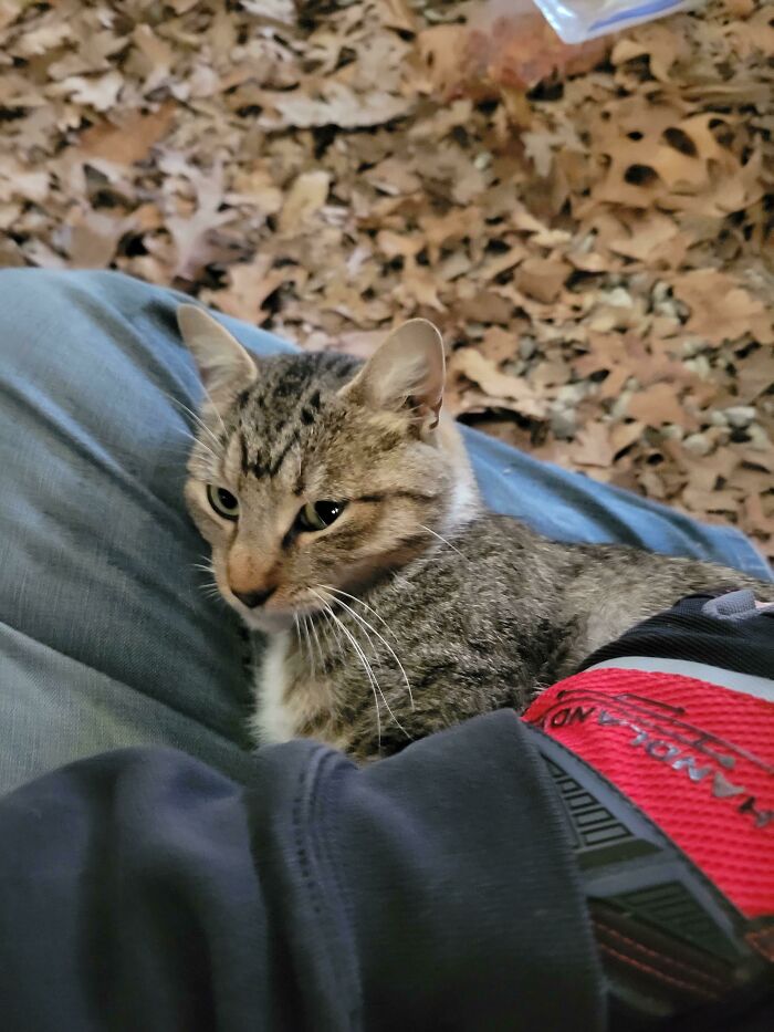 9th Cat Rescued At Work This Year- Disgusted To Find Herself Enjoying Cuddles