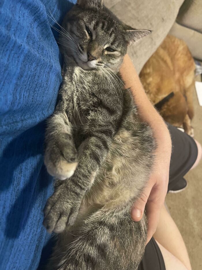 My Rescue Cat Chickpea. Loves Being Held Like A Baby