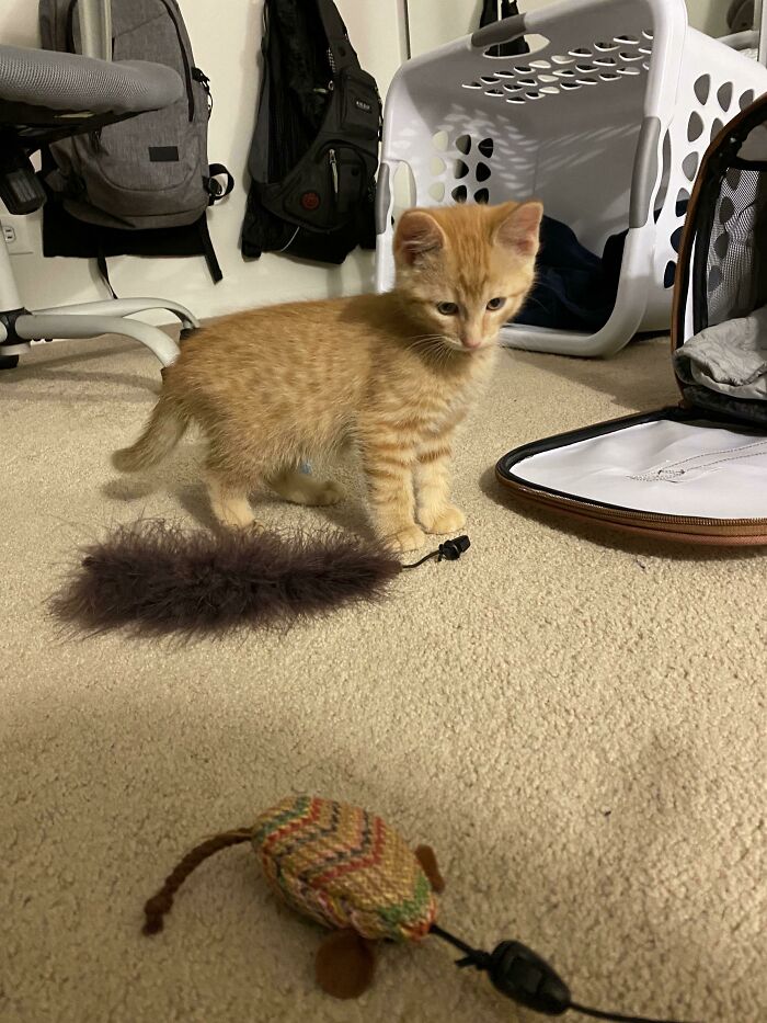 I Adopted This Little Guy (Fry) About A Week Ago. He’s An 8ish Week Old Kitten. He’s Super Friendly And I Instantly Fell In Love