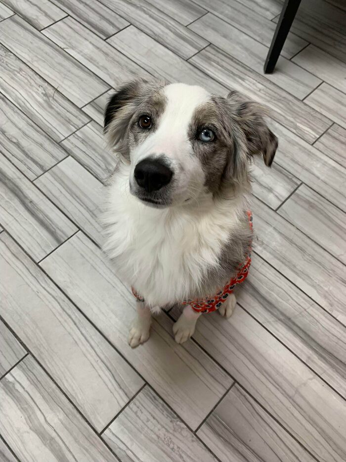 This Is Titus. He’s An 8 Month Old Full Aussie
