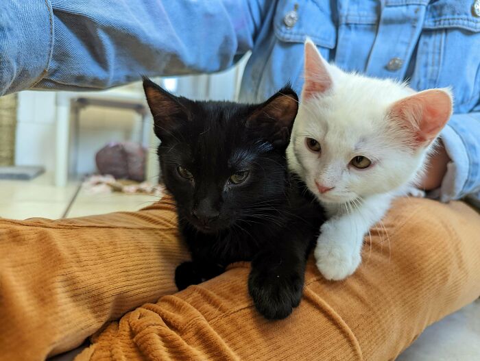 Adopted These Two Today