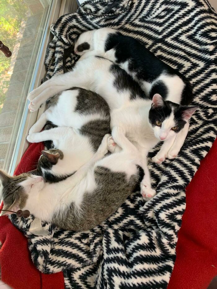 Thought I Should Share My 4 Recently Adopted Babies