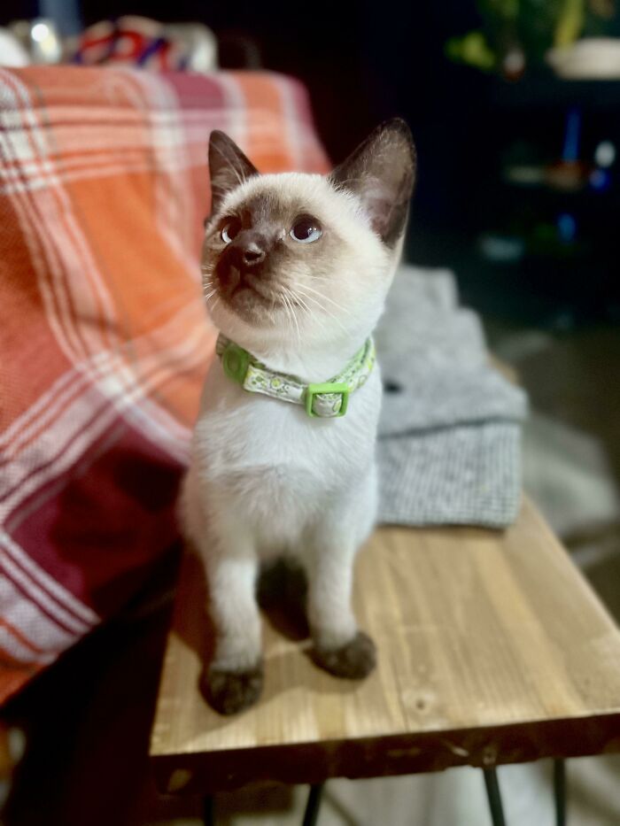 My Recently Adopted Siamese Smol