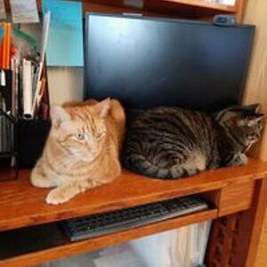 cynthia_johansen avatar