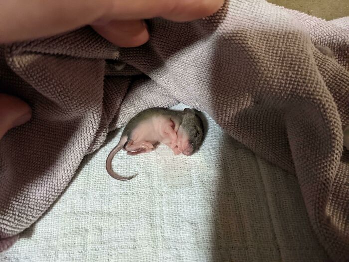 Baby Rat I Am Taking Care Of The At The Moment
