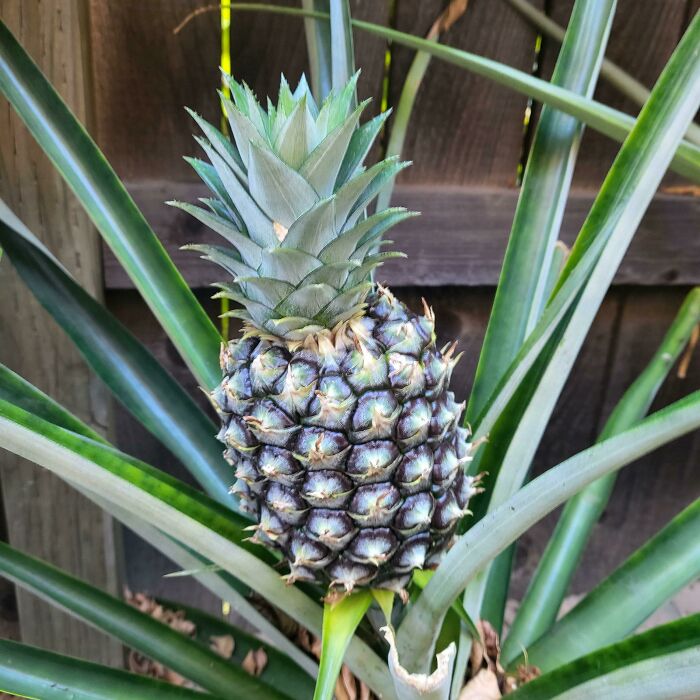 4 Years Of Growing Pineapples, Here Is #2