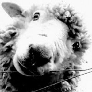 pattiwaltonblanke avatar