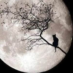 klara_koriander avatar