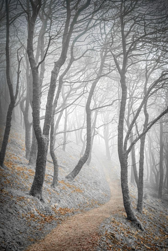 Your View Commended: Tony North, 'Misty Wood'