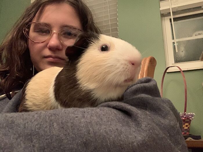 Wouldn’t Say “Own,” But This Is My Guinea Pig, Snickers, Sitting On My Arm