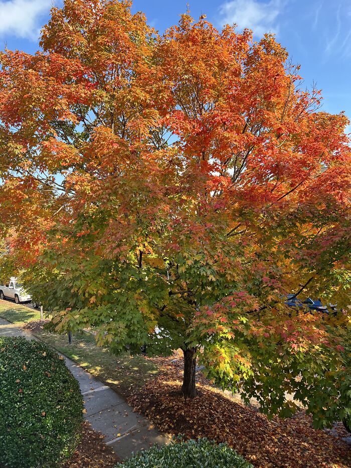 Good Morning From Chapel Hill, Nc