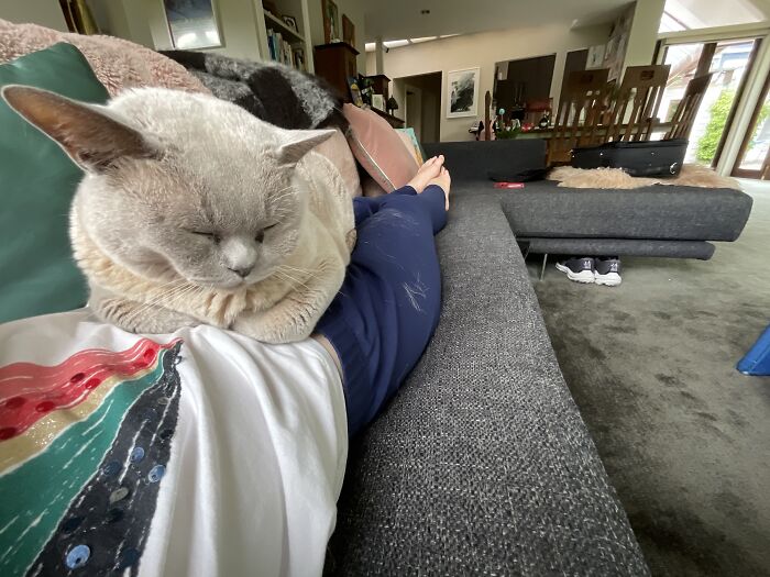 Catsense#03.exe Loading In Progress… 60% Complete