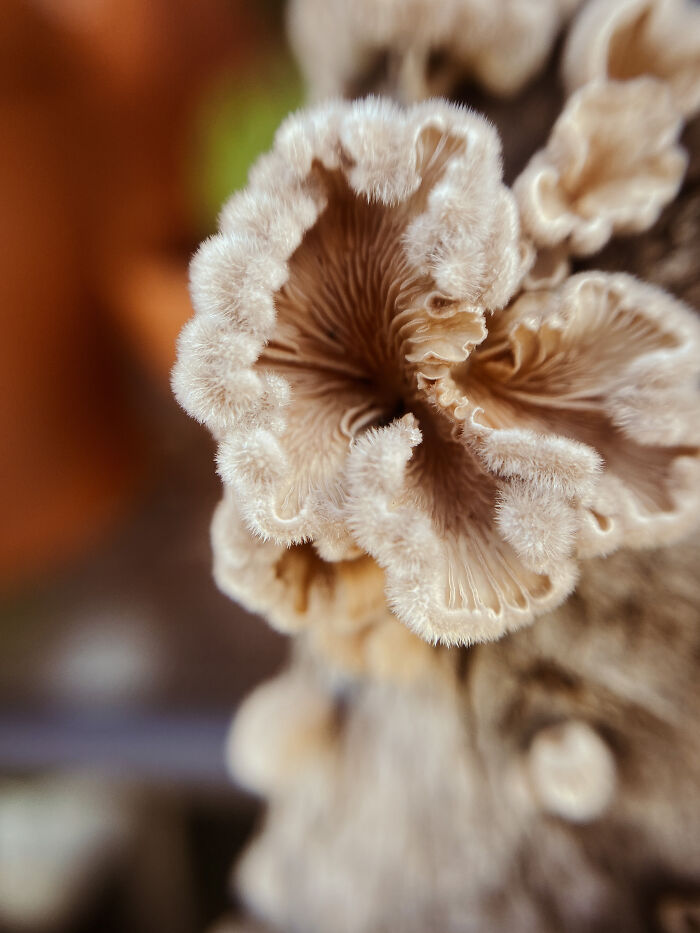 Moss Bluff, Louisiana