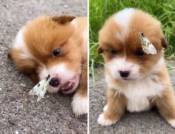 Dog playing with a butterfly