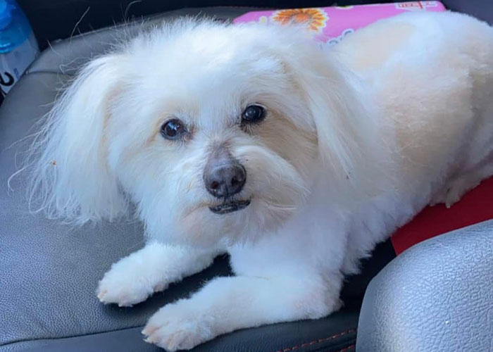 “He Had One Job!”: Husband Goes To Groomers, Comes Home With The Wrong Dog “He Had One Job!”: Husband Goes To Groomers, Comes Home With The Wrong Dog