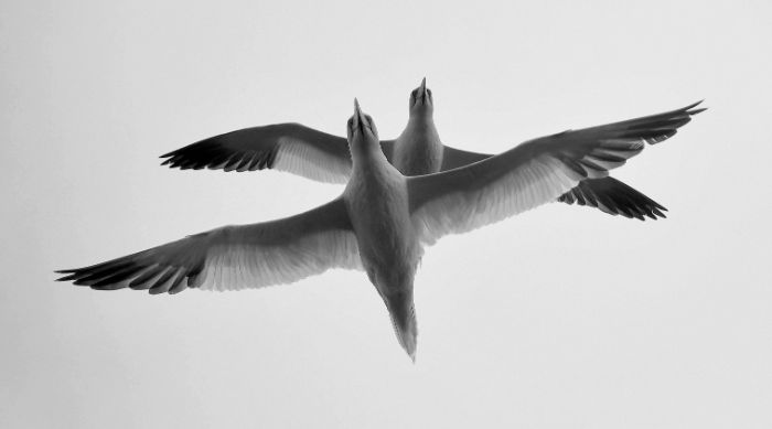 Youth Black And White Winner: Thomas Easterbrook, 'Gannets Overhead'