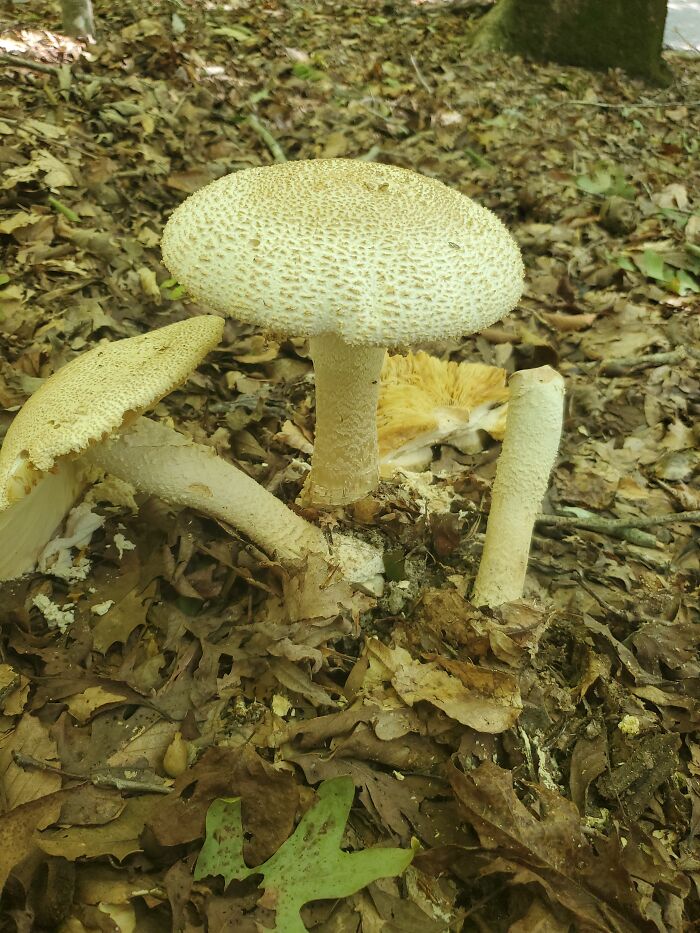 Coker's Amanita (I Think), Williamsburg, Virginia. A Very Large, Poisonous Mushroom