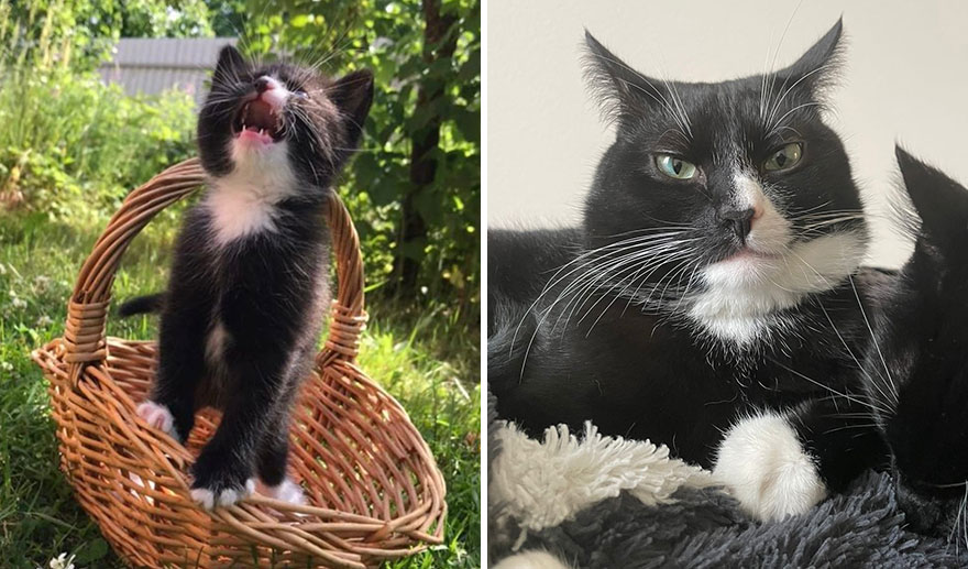 This Community Shows Kittens Then And Now (30 Pics)