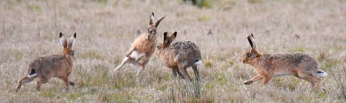 Youth Your View Winner: Thomas Easterbrook, 'Spring Hares'