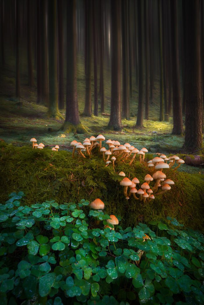 Your View Commended: Andrew Smith, Mushrooms And Wood Sorrel