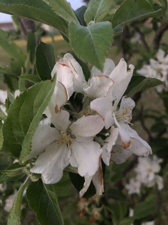I Don’t Have The Best Camera, But Here’s The Apple Tree In My Yard