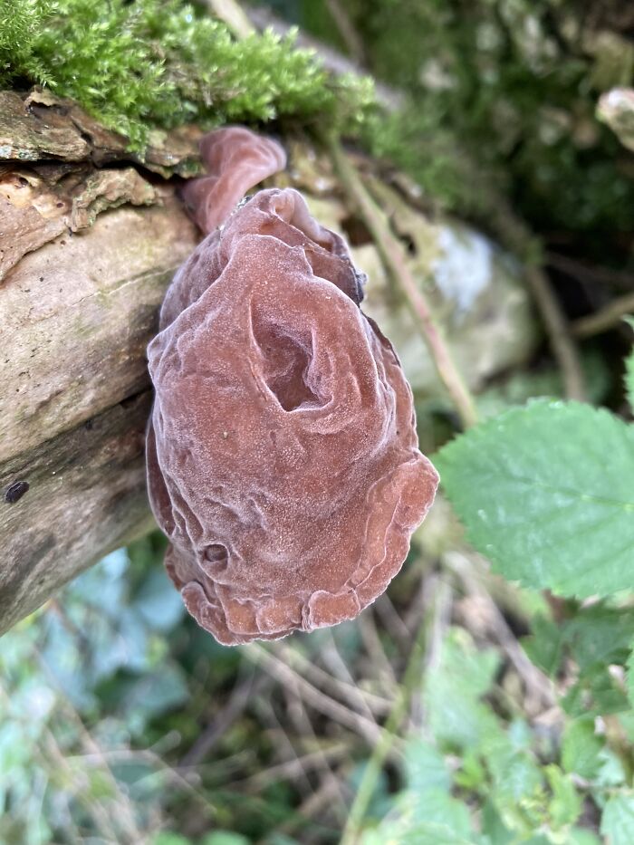 Some Gooey Type Shroom , So Soft